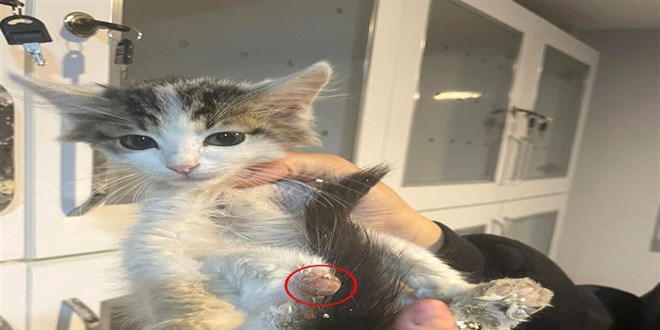 baglama buyusu icin sokak hayvanlarinin uzuvlarini kesmisler wrJUHrxU.jpg