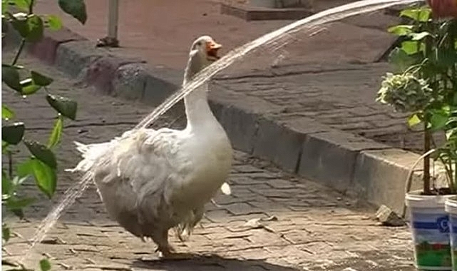 kadikoyun maskotu rodi yeniden carsida ucXZpGHV