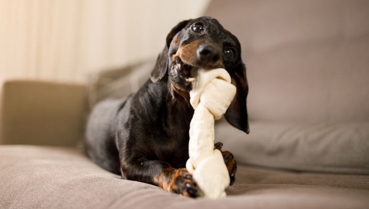 kopekler oyuncaklarina kumar benzeri bagimlilik gelistiriyor TlH7mnUc