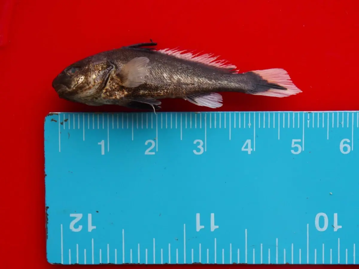 musilaj baliklarin ureme sistemine etki etmiyor 2l1ME8Re