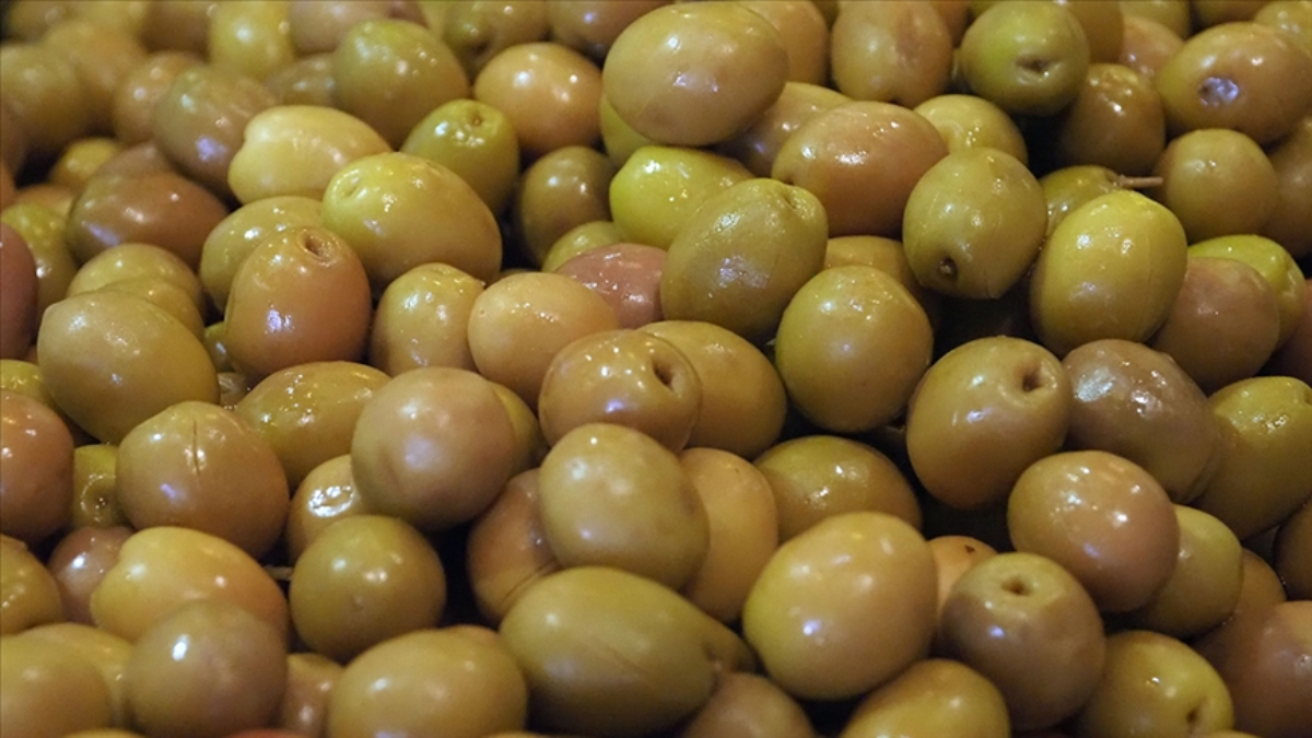 sofralik zeytin ihracatinda tarihi basari 255 milyon dolar jpmrfmg6