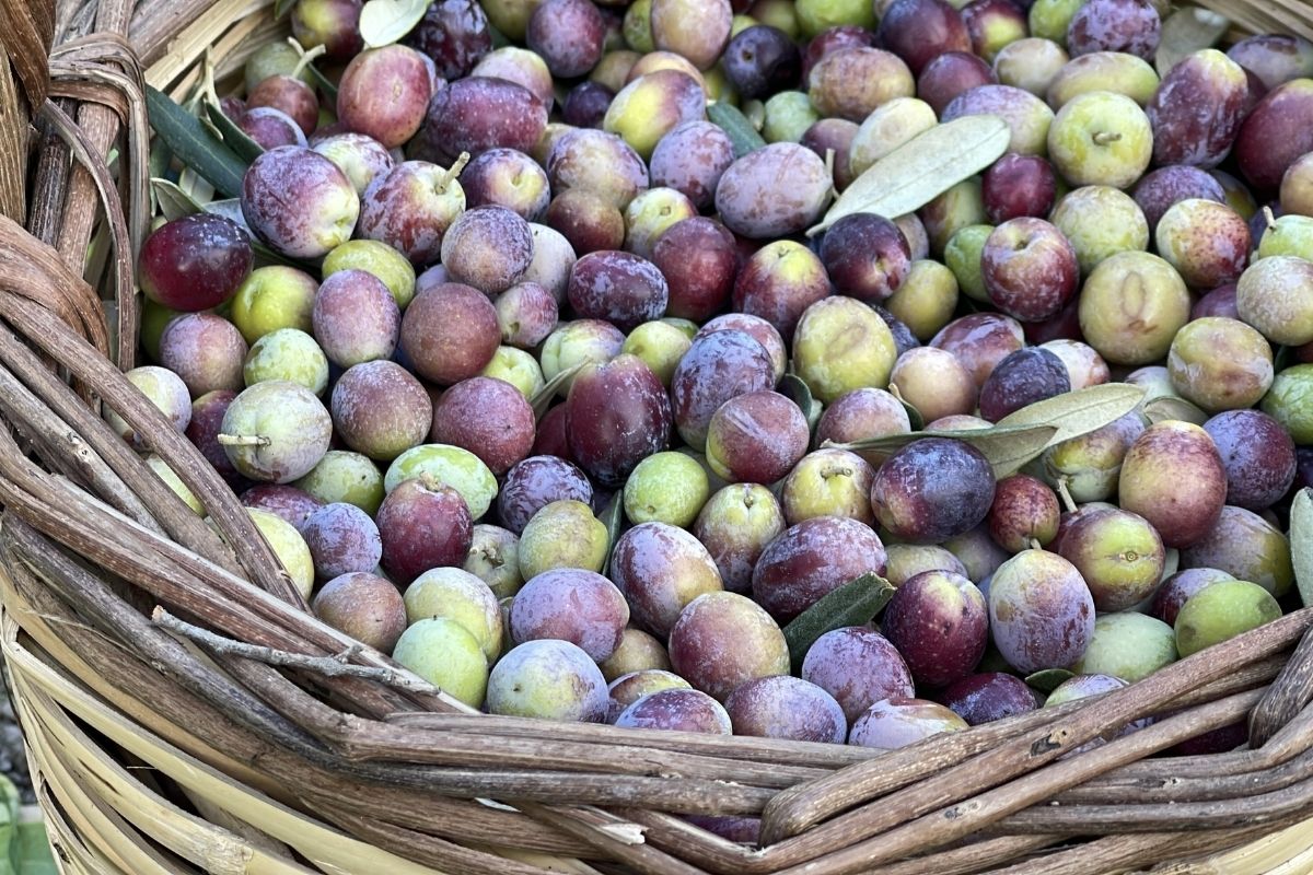 turkiyede 2 milyon 450 bin ton zeytin rekoltesi bekleniyor rXy4OCrM.jpg