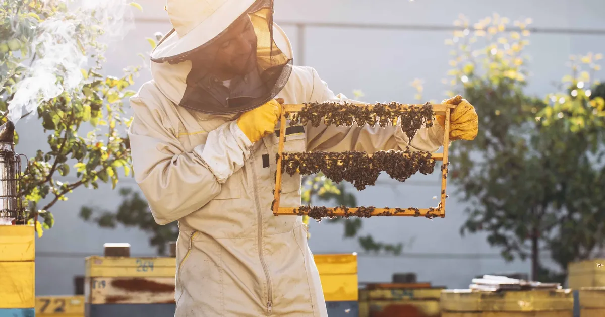 kralice ariyi uzun yasatan ari sutu insanlar icin de saglik kalkani jQ6nAOeK.webp