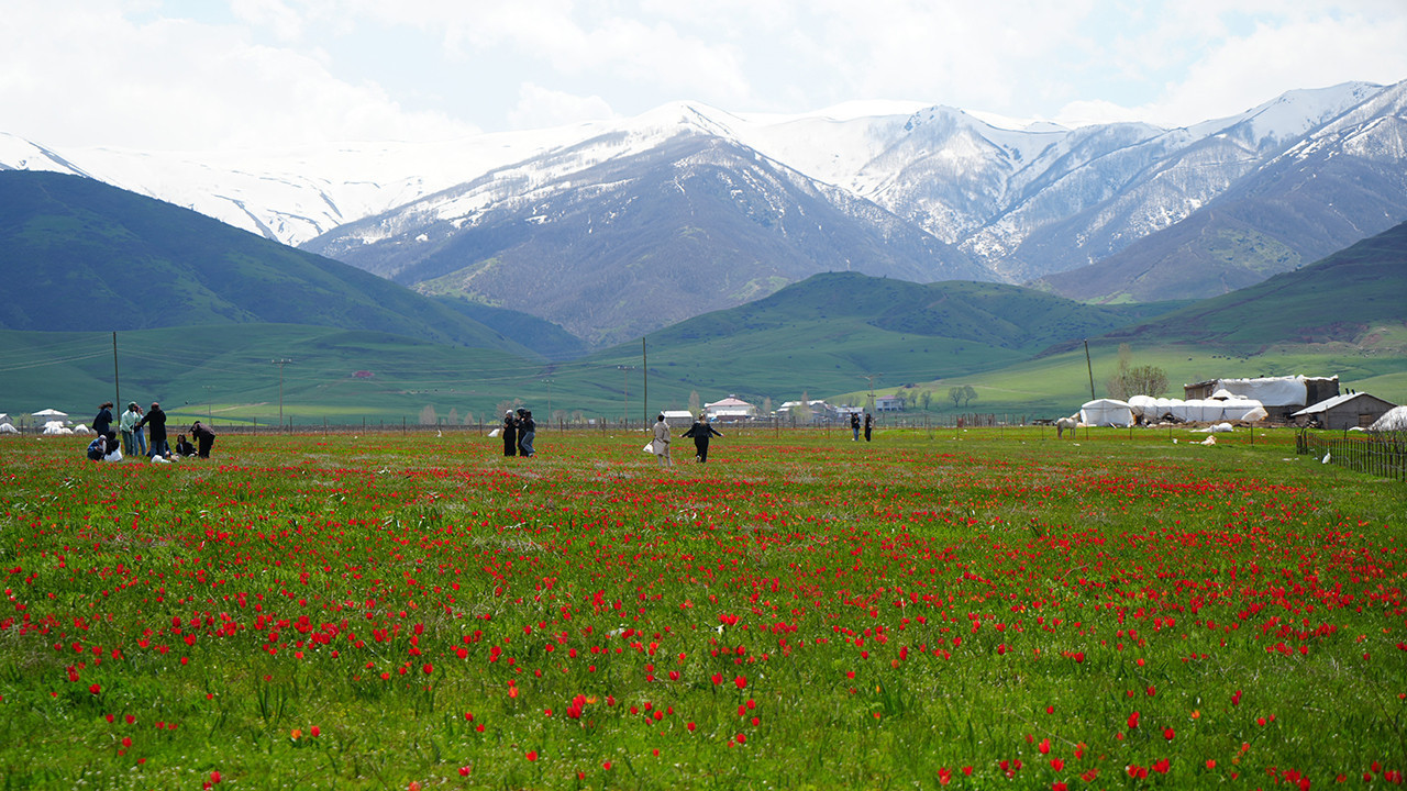 Muş Ovası’nda Bahar Coşkusu: Lale Tarlaları Kırmızıya Dönüştü