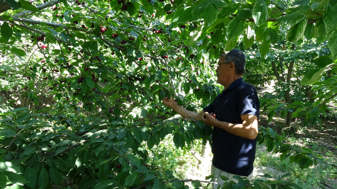 Tarlada hasat başladı kalitesine göre kilosu 70 ila 150 TL Haber gorseli