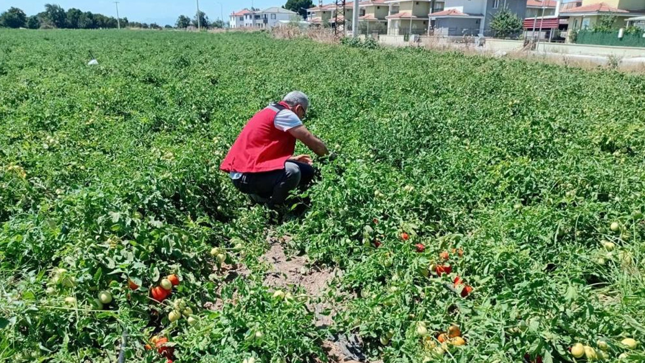 Akhisar’da domates, biber ve pamuk tarlalarında hastalık ve zararlı denetimi yapıldı Img